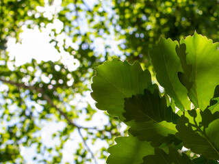 Green oak foliage of a young tree against the background of a large old oak.