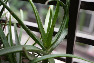 An aloe Vera plant in a balcony with metal bars in sunlight 