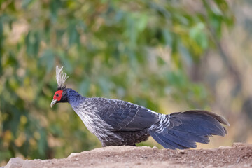Kalij Pheasant (Lophura leucomelanos) Perching on ground at Sattal, Uttarakhand