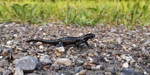 lizard on the rock