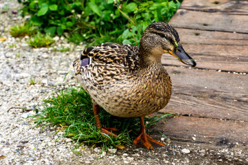 Ente
