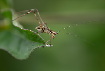 grasshopper on a leaf