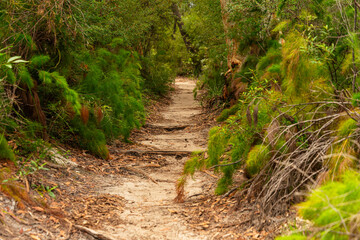 Forest Trail scene on Summer at Day Time in Noosa, Queensland, Australia. Nature Concept