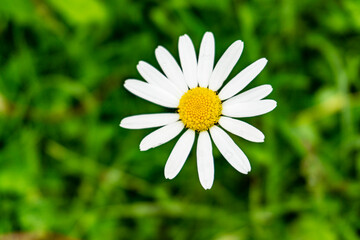 Fototapeta premium Blume
