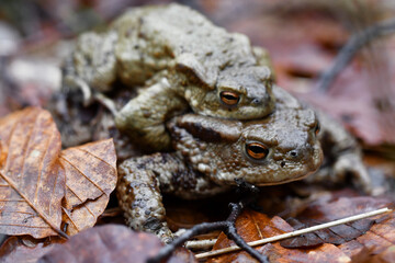 Closeup macro of two toads or frogs mating
