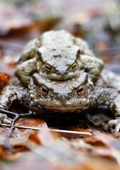 Closeup macro of two toads or frogs mating