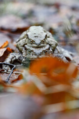 Closeup macro of two toads or frogs mating