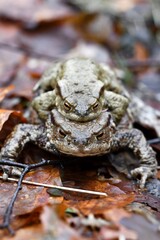 Closeup macro of two toads or frogs mating
