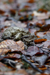 Closeup macro of two toads or frogs mating