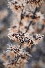 Closeup macro of flowers on a tree