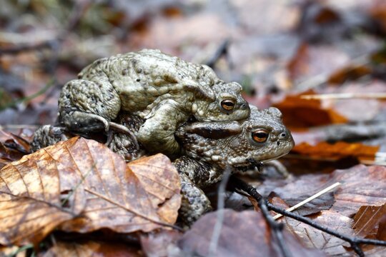 Closeup macro of two toads or frogs mating