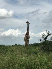 giraffe in the savannah