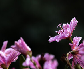 Lewizja kwiat w deszczu, małe różowe kwiaty, piękne kwiatuszki © Magdalena