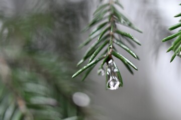 Closeup macro of water drops on fir tree