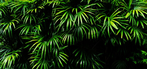 Fototapeta na wymiar Tropical green leaf