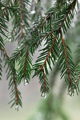 Obraz premium Closeup macro of water drops on fir tree