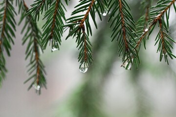 Closeup macro of water drops on fir tree