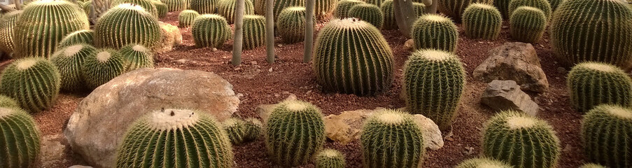 The groups of cactus in desert park.