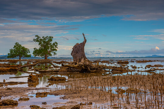 Mangrove Forest Destruction