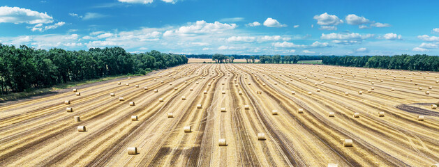 Aerial view of harvested wheat field and blue sky at the background. Haystacks lay upon the agricultural field. Photo is taken with drone. © volff