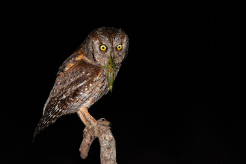 Eurasian scops owl, otus scops, holding green bush-cricket in beak while sitting on branch. Bird of prey with scary face eating insect on tree bough. Small animl hunting at night with copy space.
