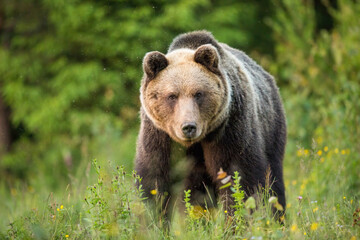 Fototapeta na wymiar Brown bear, ursus arctos, staring into a camera from front view on a green meadow. Fauna of High Tatras National Park in Slovakia. Eye contact with dangerous wild animal.