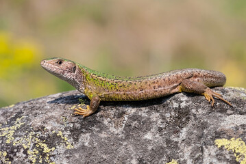 Female european green lizard, lacerta viridis, lying on a rock illuminated by summer sun. Nature scenery with wild animal basking. Reptile with brown skin in wilderness.