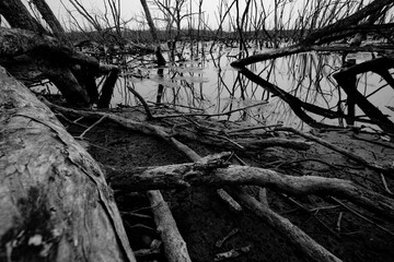 Dead tree in flooded forest. Environmental crisis from climate change. Dark background for death, sad, and hopless. Disaster from deforestation. Tree dead from climate change problem. Sad nature.