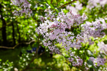Obraz premium Beautiful lilac blossom. Flowering lilac tree at park. Fresh spring background on nature outdoors