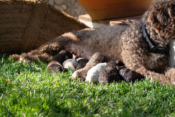 Perro de agua español