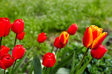 Beautiful tulip flowers blooming in a garden. Beauty tulip plant in the spring garden in rays of sunlight in nature. Blur background with bokeh image, selective focus
