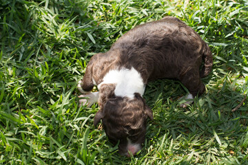 Perro de agua espa&ntilde;ol