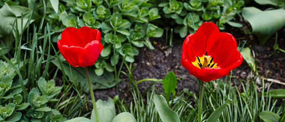 Beautiful tulip flowers blooming in a garden. Beauty tulip plant in the spring garden in rays of sunlight in nature. Blur background with bokeh image, selective focus