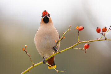 Adult bohemian waxwing, bombycilla garrulus, stuffing itself with frozen rosehip on bush in wintertime. Migratory bird feeding itself in winter from front view. Bright photo of songbird eating fruit.
