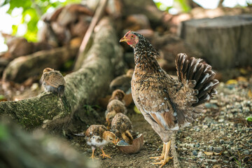 Free range hen and her chicks roam freely looking for scraps to eat.
