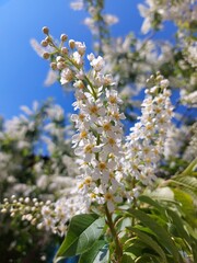 Prunus padus, known as bird cherry, hackberry, hagberry, or Mayday tree, is a flowering plant in the rose family