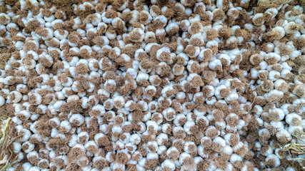 Fresh garlic on market table closeup. Pile of white garlic heads on market stand.