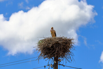 One European white stork in a nest on a telephone pole 