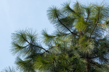 The green branches of a pine tree against a clear blue sky. Ecology and environment background.