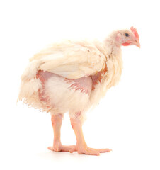 Young broiler chicken.