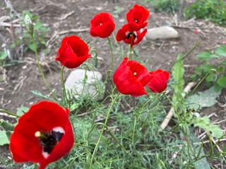 red poppies in the field