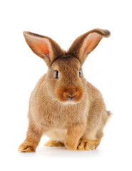 Brown rabbit isolated.