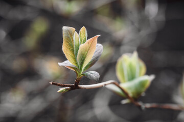 Closeup of small leaves on a tree branch