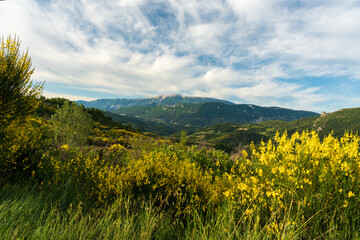 Vue sur le mont-Ventoux avec genets au premier plan depuis les hauteurs de Buis-lesBaronnies dans la Drôme Provençale