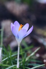 Closeup macro of purple crocus flower