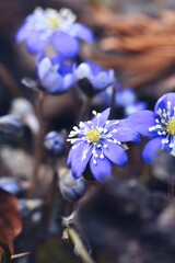 Closeup macro of blue flowers