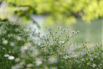 Fleurs sauvages au bord d'une rivière