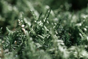 Closeup macro of green moss