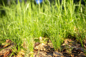 green grass in the morning