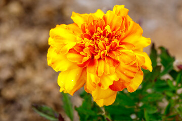 Macro view of the marigold flower